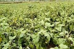 Rain : भंडारा जिल्ह्यात अवकाळीचा फटका, 310 हेक्टरवरील शेतीचं नुकसान