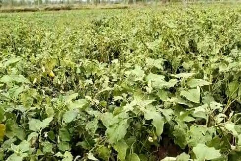 अवकाळी पाऊस आणि गारपीटीमुळं भंडारा जिल्ह्यात शेती पिकांचं मोठं नुकसान झालं आहे.