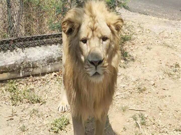 vandalur zoo It is reported that the lion safari will be used again in Vandalur Zoo TNN Vandalur Zoo Lion Safari: வண்டலூரில் இருந்து வந்த செம அப்டேட் ..! இனி உங்களுக்கு திரில்லிங் சம்பவம் காத்திருக்கு