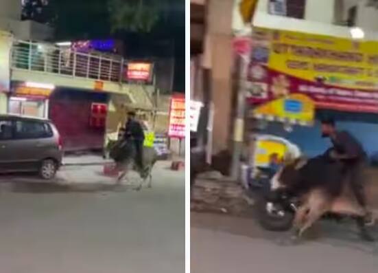 man-riding-bull-in-night-shocking-funny-viral-video-on-social-media ਰਾਤ ਦੇ ਹਨੇਰੇ 'ਚ ਬਲਦ ਦੀ ਸਵਾਰੀ ਕਰ ਰਿਹਾ ਵਿਅਕਤੀ...ਸਵੈਗ ਦੇਖ ਕੇ ਹੈਰਾਨ ਰਹਿ ਗਏ ਲੋਕ, ਵੇਖੋ ਮਜ਼ੇਦਾਰ ਵੀਡੀਓ