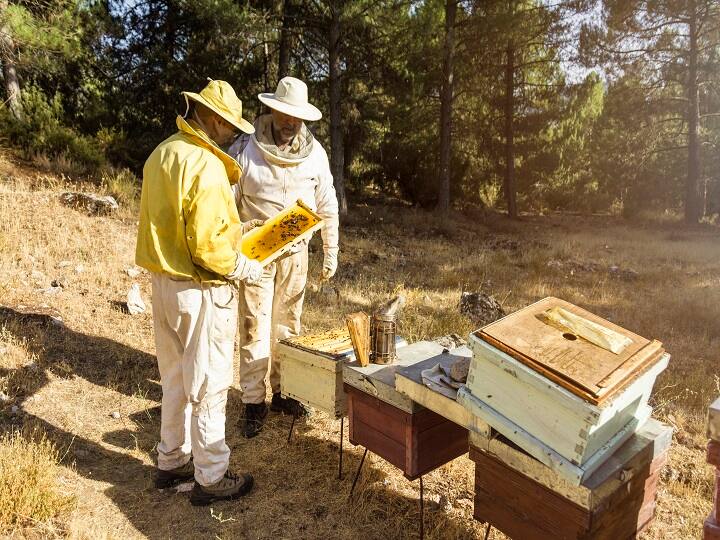 susbidy scheme in Bihar government is giving subsidy up to 75 percent on beekeeping Subsidy Scheme: मधुमक्खी पालन पर मिल रही 75% सब्सिडी, किसान ऐसे कमाएं मोटा मुनाफा