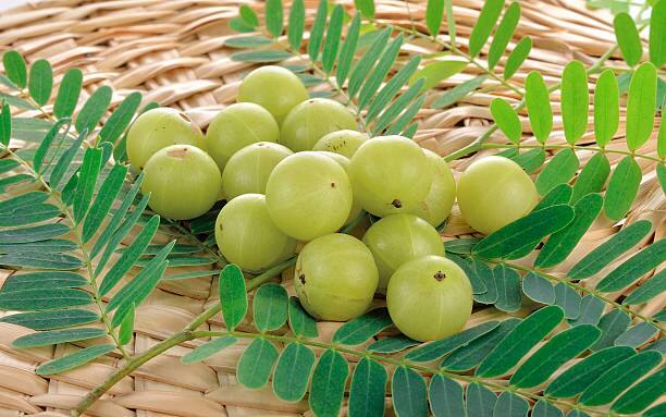 உடல் பருமனால் அவதிப்படுபவர்கள், தினமும் நெல்லிக்காயுடன்,சிறிதளவு இஞ்சி சாறையும் சேர்த்து சாப்பிட்டு வர,தேவையில்லாத கொழுப்புகள் குறைந்து,உடல் சீராகும்.