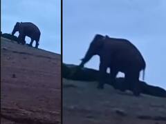 Rogue Tusker Arikomban Enters Tamil Nadu, Nightmare Begins For Meghamalai Residents