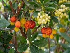 Lychee Production: लीची पर मौसम की मार, इस वजह से किसानों को हो रहा लाखों का नुकसान