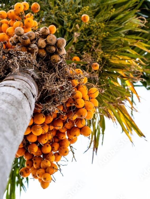 मार्केट में कितने रुपए किलो बिकती है सुपारी?