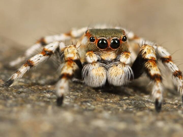 Arachnophobia: मकड़ियों और अन्य छोटे छोटे कीड़ों का डर अरक्नोफोबिया कहलाता है. ऐसे मे, मकड़ी जैसी दिखने वाली कोई वस्तु या उसकी तस्वीर भी इस फोबिया से पीड़ित व्यक्ति में पैनिक अटैक को ट्रिगर कर सकती है.