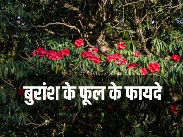 ‘Buransh flower’ can cure many diseases including cancer, know why it is so beneficial?