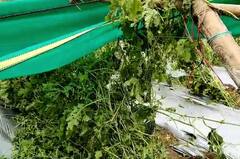 Rain : भंडारा जिल्ह्यात अवकाळीचा फटका, 310 हेक्टरवरील शेतीचं नुकसान