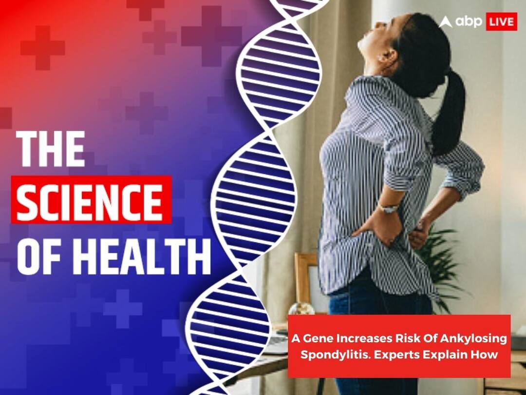 World Ankylosing Spondylitis Day: A Gene Increases Risk Of The Disease. Experts Explain How World Ankylosing Spondylitis Day 2023 HLA-B27 Gene Increases Risk Ankylosing Spondylitis Disease Experts Explain How World Ankylosing Spondylitis Day: A Gene Increases Risk Of The Disease. Experts Explain How