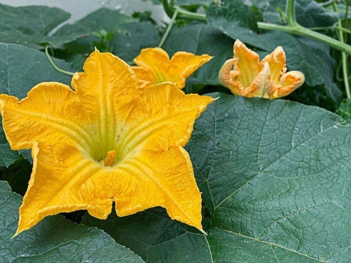 This flower can cure many of your serious diseases. Know 5 benefits of eating it.