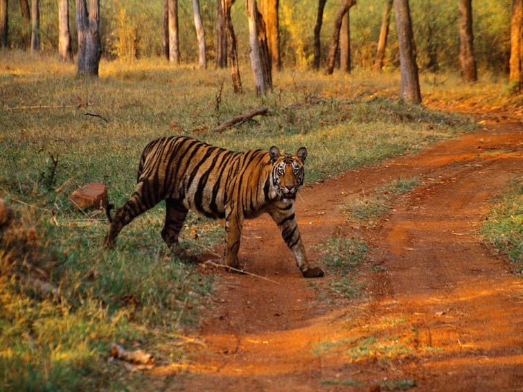 Two tigresses will be brought to Ramgarh Vishdhari Tiger Reserve of Bundi from Ranthambore Tiger Reserve Rajasthan ANN Wildlife of Rajasthan: रामगढ़ विषधारी टाइगर रिजर्व में लाई जाएंगी दो बाघिन, ट्रैंक्यूलाइज करने के हो रहे हैं प्रयास