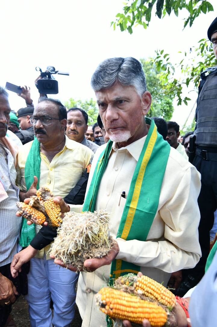 మొక్కజొన్న రైతులు పూర్తిగా నష్టపోవటంతో చంద్రబాబు ఆవేదన