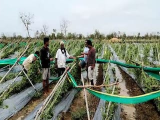 Bhandara Rain : भंडारा जिल्ह्यात अवकाळी पावसानं 310 हेक्टर शेतीचं नुकसान, 702 घरांची पडझड