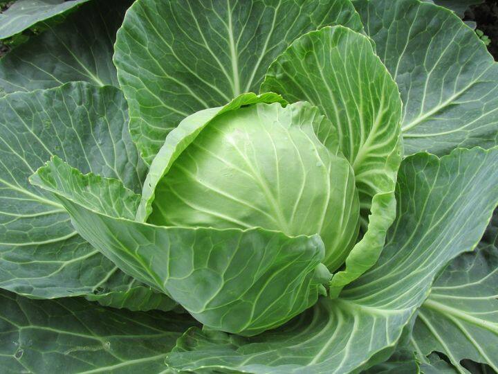 पत्तागोभी का जूस पीने से हाई कोलेस्ट्रॉल का जोखिम कम हो जाता है. यह जूस बैड कोलेस्ट्रॉल की वजह से होने वाले रोगों को दूर करता है और दिल को मजबूत और हेल्दी रखता है. इसका सेवन करने से दिल से जुड़ी बीमारियों का खतरा कम हो जाता है.