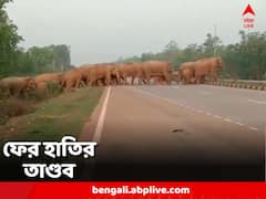 বিঘের পর বিঘে জমির ফসল নষ্ট, ফের ঝাড়গ্রামে হাতির তাণ্ডব