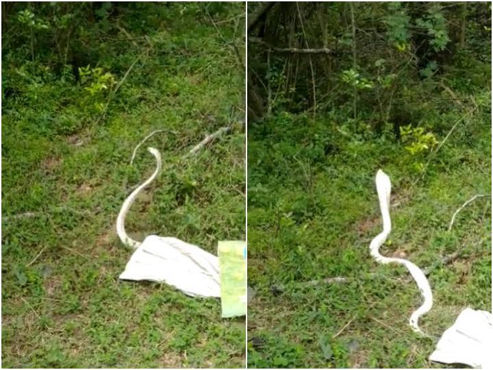 जब कॉलोनी में घुस गया सफेद रंग का खतरनाक कोबरा, देखें डरा देने वाला ये वीडियो White colored cobra rescued in residential area of Tamil Nadu जब कॉलोनी में घुस गया सफेद रंग का खतरनाक कोबरा, देखें डरा देने वाला ये वीडियो
