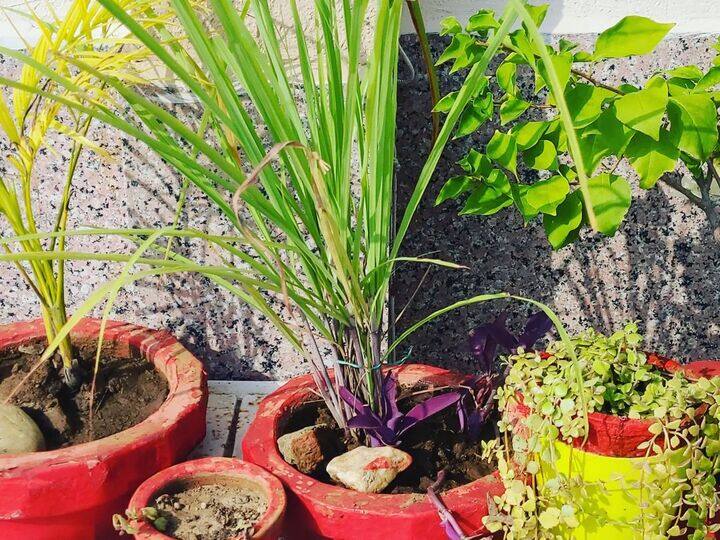 कॉइल या मच्छर बत्ती से नहीं इन 5 पौधों से भगाएं मच्छर...जानिए इनके नाम