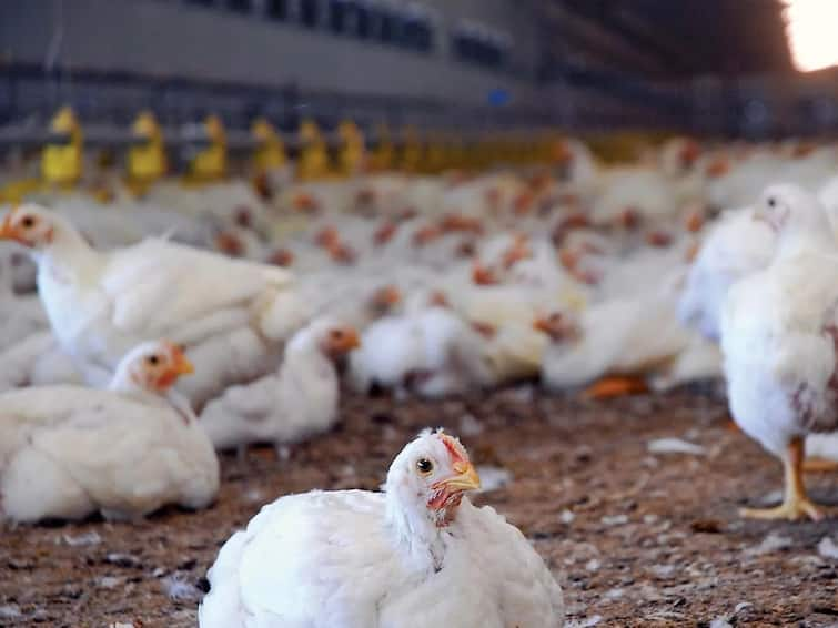 maharashtra News nashik news farmer in Nandgaon taluka set up an air-conditioned 'poultry farm' Nashik AC Poultry Farm : नांदगाव तालुक्यातील शेतकऱ्याचा अनोखा प्रयोग, शेतात उभारला वातानुकुलित 'पोल्ट्री फार्म'