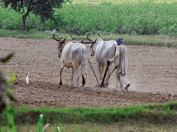 Agriculture Department of Gujarat has closed 26 schemes for farmers Gandhinagar: રાજ્યના કૃષિ વિભાગે ખેડૂતો માટેની 26 યોજના એક ઝાટકે કરી દીધી બંધ, જાણો શું આપ્યું કારણ