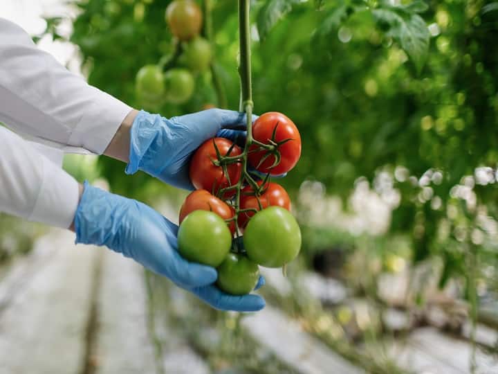 tomato production Cherry tomato can be grown in kitchen farming Tomato Production: ये है टमाटर की नई प्रजाति, घर में उगाकर देखिए... बाजार से खरीदने की जरूरत नहीं पड़ेगी