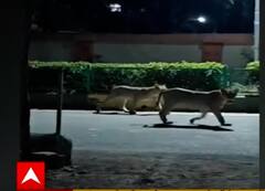 Amreli: સિંહોને સાંઢનો શિકાર કરવો પડ્યો ભારે, જુઓ સાંઢે સિંહોને દોડાવ્યા ઊભી પૂંછડીયે