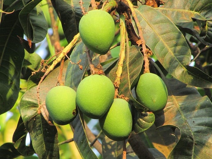 side effect of eating raw mango or  kaccha aam गर्मियों में नमक लगा कर खूब खा रहे हैं कच्चे आम तो जान लीजिए इससे होने वाले ये गंभीर नुकसान
