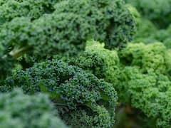 इस हरी पत्तेदार सब्जी को खा कर वजन और कॉलेस्ट्रोल दोनों किया जा सकता है कंट्रोल!