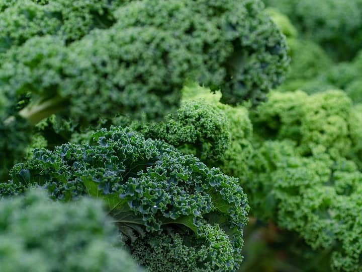 know amazing benefits of kale vegetable इस हरी पत्तेदार सब्जी को खा कर वजन और कॉलेस्ट्रोल दोनों किया जा सकता है कंट्रोल!
