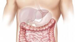 Health News:লিভার সুস্থ রাখতে হলে কী করবেন?