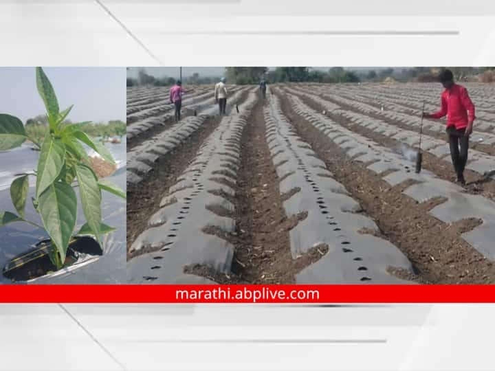 Maharashtra News  Chhatrapati Sambhaji Nagar Crowd of farmers for summer chilli cultivation in Golegaon area of Chhatrapati Sambhaji Nagar Agriculture News : छत्रपती संभाजीनगरच्या गोळेगाव परिसरात मान्सूनपूर्व मिरची लागवडीसाठी शेतकऱ्यांची लगबग