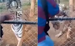 Video: ਪਿੰਜਰੇ 'ਚ ਬੰਦ ਬੱਬਰ ਸ਼ੇਰ ਨੂੰ ਕਮਜ਼ੋਰ ਸਮਝਣ ਦੀ ਗਲਤੀ ਕਰ ਬੈਠਾ ਸ਼ਖਸ, ਅਗਲੇ ਹੀ ਪਲ ਚਬਾ ਲਿਆ ਹੱਥ
