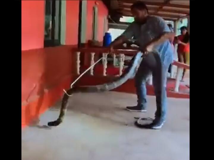 Snake Catcher In Andhra Pradesh Rescues Gigantic 13-Foot King Cobra