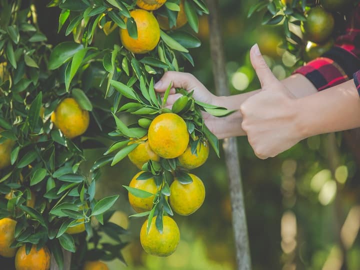 Orange Cultivation agriculture news How to cultivate the world famous Nagpuri Orange Orange : कशी कराल जगप्रसिद्ध 'नागपुरी संत्र्याची' लागवड? लागवडीसाठी योग्य काळ कोणता