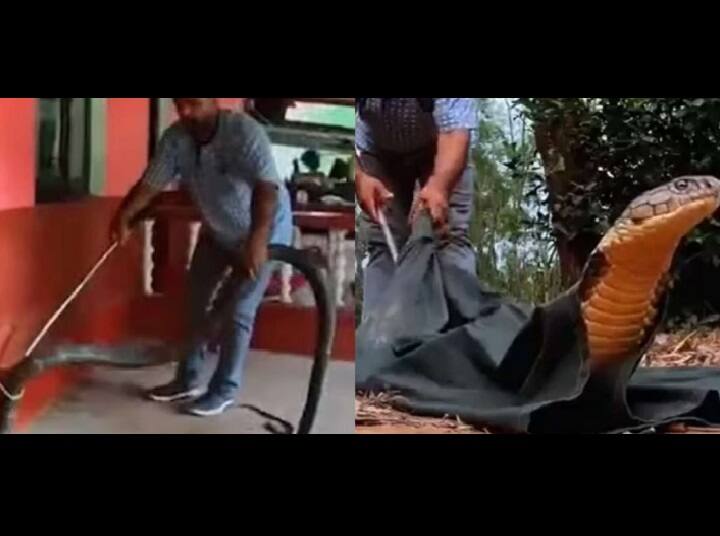 Man rescues massive king cobra with bare hands, viral video shocks internet Video : வெறுங் கைகளால் மெகா சைஸ் நாகத்தை பிடித்த இளைஞர் : வைரல் வீடியோ