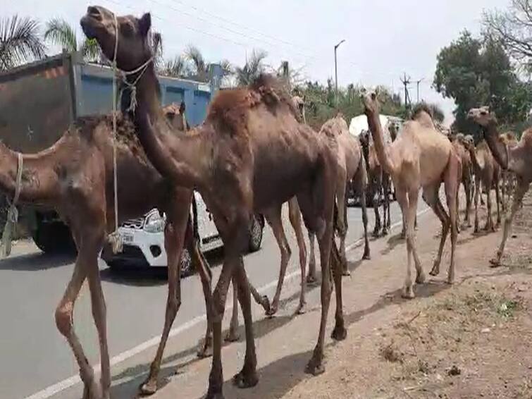 maharashtra news nashik news camels entered Nashik not for smuggling, police investigation revealed Nashik News : तस्करीच्या केवळ अफवाच, उंटांचा तांडा हा नाशिकचाच, पोलिसांच्या अहवालातून उघड 