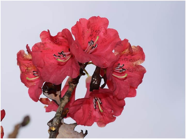 What Is Buransh Flower, How It Helps Health Buransh Flower: హిమాలయాల్లోని ఈ పువ్వుల రసం తాగితే ఎలాంటి రోగాలైనా నయమవుతాయా?