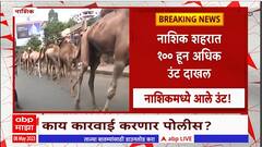 Nashik Camel : नाशिक शहरात 100 हून अधिक उंट दाखल, पोलिसात गुन्हा दाखल