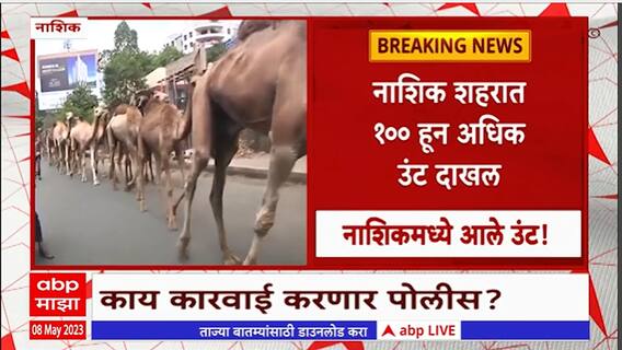 Nashik Camel : नाशिक शहरात 100 हून अधिक उंट दाखल, पोलिसात गुन्हा दाखल