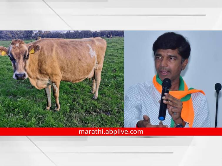 Maharashtra Chhatrapati Sambhaji Nagar TWO jersey cows each were taken to the unemployed youth of the constituency Appreciable initiative of MLA Prashant Bomb मतदारसंघातील बेरोजगार तरुणांना घेऊन दिल्या प्रत्येकी दोन जर्सी गायी; आमदार बंब यांचा कौतुकास्पद उपक्रम