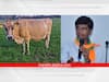मतदारसंघातील बेरोजगार तरुणांना घेऊन दिल्या प्रत्येकी दोन जर्सी गायी; आमदार बंब यांचा कौतुकास्पद उपक्रम