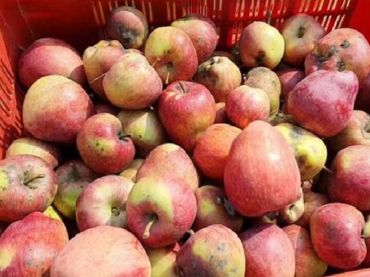 India prohibits import of apples costing below Rs 50 கிலோ ரூ.50-க்கு குறைவான ஆப்பிள்களை இறக்குமதி செய்ய மத்திய அரசு தடை