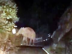 'அரிக்கொம்பன்' காட்டுயானை தஞ்சம் - மேகமலை, ஹைவேவிஸ் மலைப்பகுதிக்கு சுற்றுலா பயணிகள் செல்ல தடை