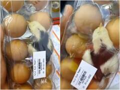 शॉपिंग मॉल में अंडे की ट्रे में हुआ चूजे का जन्म, इस अजीबोगरीब सीन का वीडियो वायरल