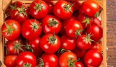 SideEffects Of Eating Tomatoes: ਤੁਸੀਂ ਵੀ ਹੋ ਟਮਾਟਰ ਖਾਣ ਦੇ ਸ਼ੌਕੀਨ ਤਾਂ ਹੋ ਜਾਓ ਸਾਵਧਾਨ! ਫਾਇਦੇ ਹੀ ਨਹੀਂ ਹੋ ਸਕਦੇ ਵੱਡੇ ਨੁਕਸਾਨ