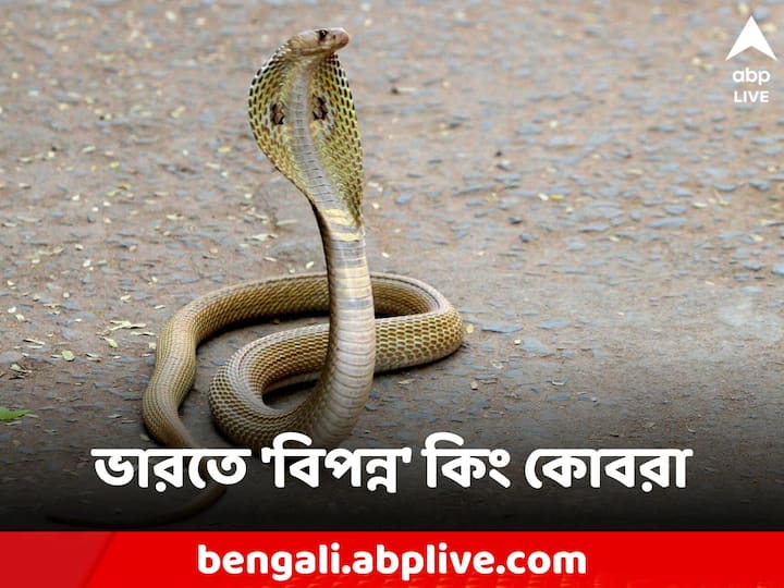 Snake: এদের বিষ এতটাই শক্তিশালী যে একবার ছোবলে  কয়েক মিনিটের মধ্যে পক্ষাঘাত এবং মৃত্যুর কারণ হতে পারে