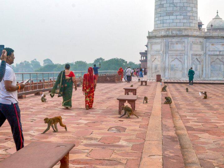 Agra monkey attack on russian tourist who came to visit Taj Mahal ann Agra News: आगरा में बंदरों का आतंक, ताजमहल घूमने आई रशियन पर्यटक पर किया हमला, हाथ में काटा