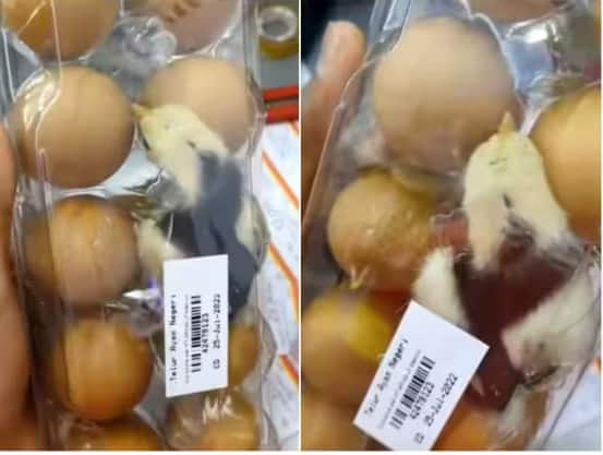 chick born in egg tray in shopping mall video goes viral on socila media ਸ਼ਾਪਿੰਗ ਮਾਲ 'ਚ ਆਂਡੇ ਦੀ ਟਰੇਅ 'ਚ ਹੋਇਆ ਚੂਚੇ ਦਾ ਜਨਮ, ਇਸ ਅਜੀਬੋ-ਗਰੀਬ ਦ੍ਰਿਸ਼ ਦਾ ਵੀਡੀਓ ਹੋਇਆ ਵਾਇਰਲ