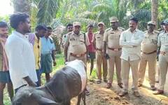 కాకినాడ జిల్లాలో చిరుత పులి భ‌యం - మూగ జీవాలపై వరుస దాడులతో అలర్ట్