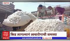 Jalgaon Cotton : जळगावात किड लागल्याने त्वचारोगाची समस्या, शेतकऱ्यांसमोर आव्हानांचं डोंगर