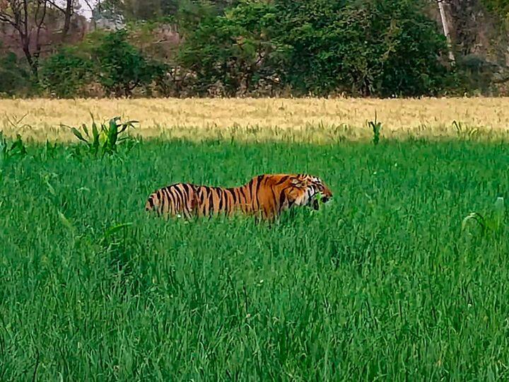 Lakhimpur Kheri Tiger terror killed 3 victims in a month, people are afraid to leave house ann Lakhimpur Kheri: लखीमपुर खीरी में बाघ से दहशत, एक महीने में 3 को बनाया शिकार, घर से निकलने में डर रहे हैं लोग